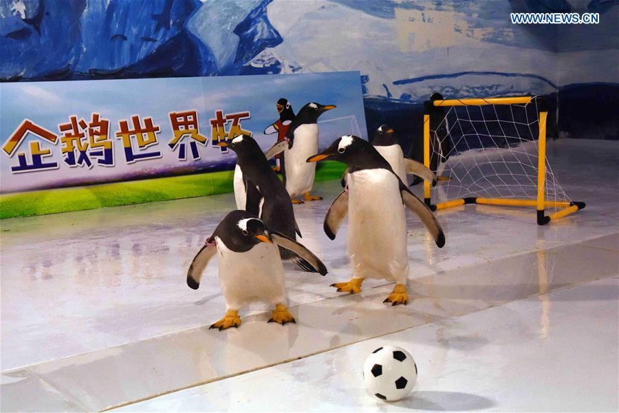 CHINA-HEILONGJIANG-PENGUINS-FOOTBALL GAME (CN)