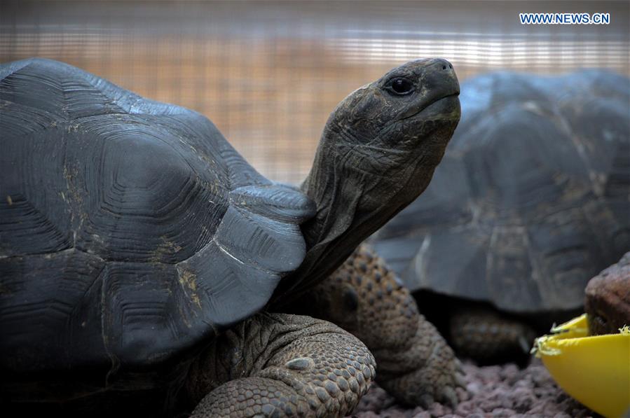 ECUADOR-BALTRA ISLAND-PERU-GIANT TORTOISES