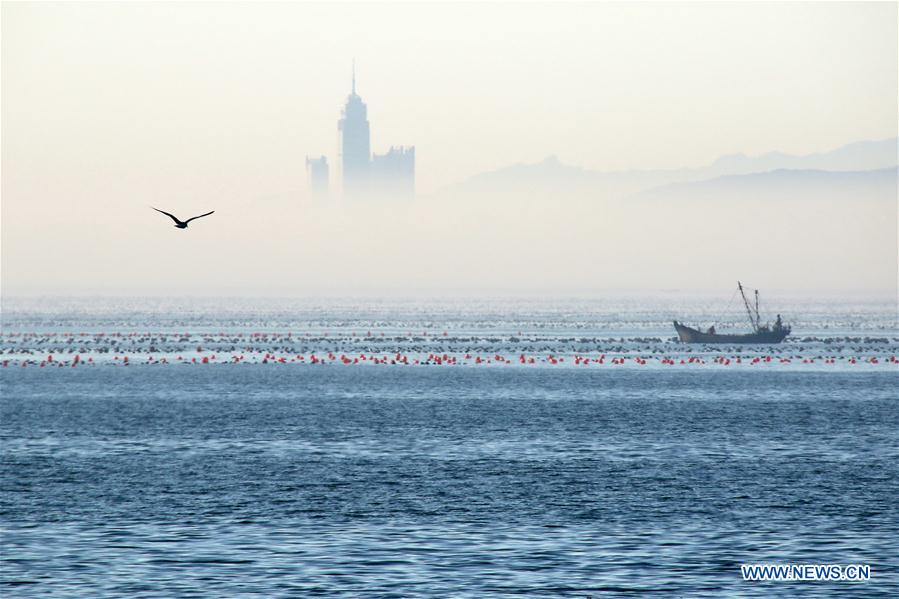 #CHINA-SHANDONG-YANTAI-ADVECTION FOG (CN)