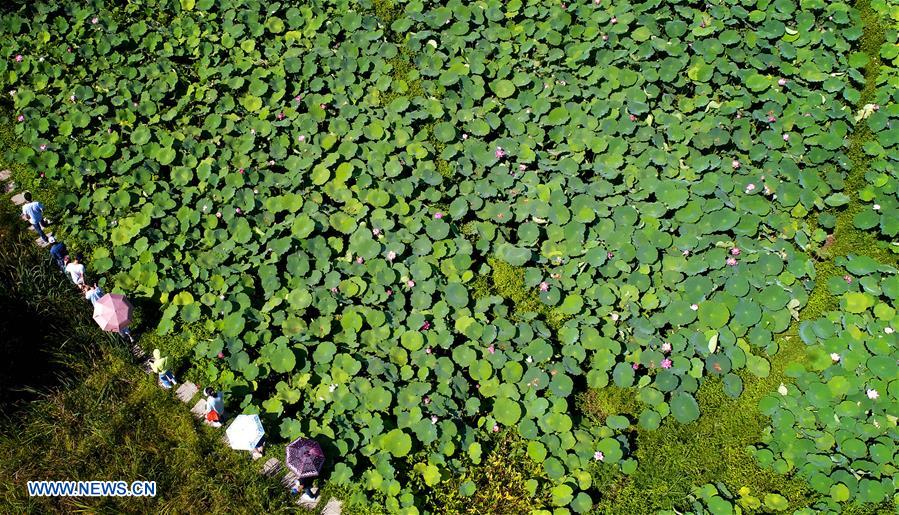 CHINA-SHAANXI-LOTUS(CN)