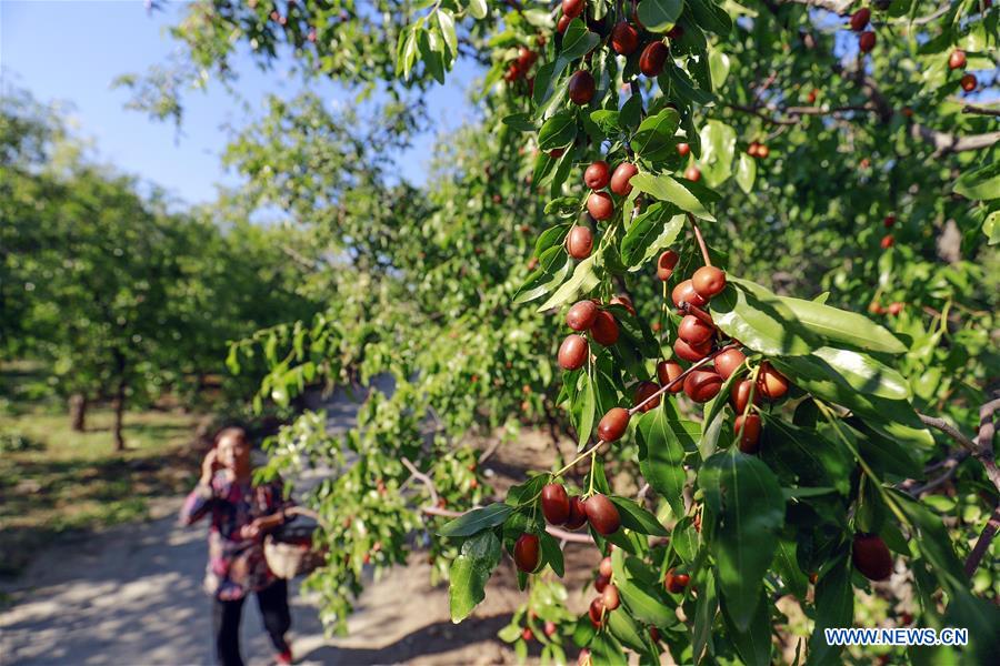 #CHINA-HEBEI-TANGSHAN-JUJUBE-HARVEST (CN)