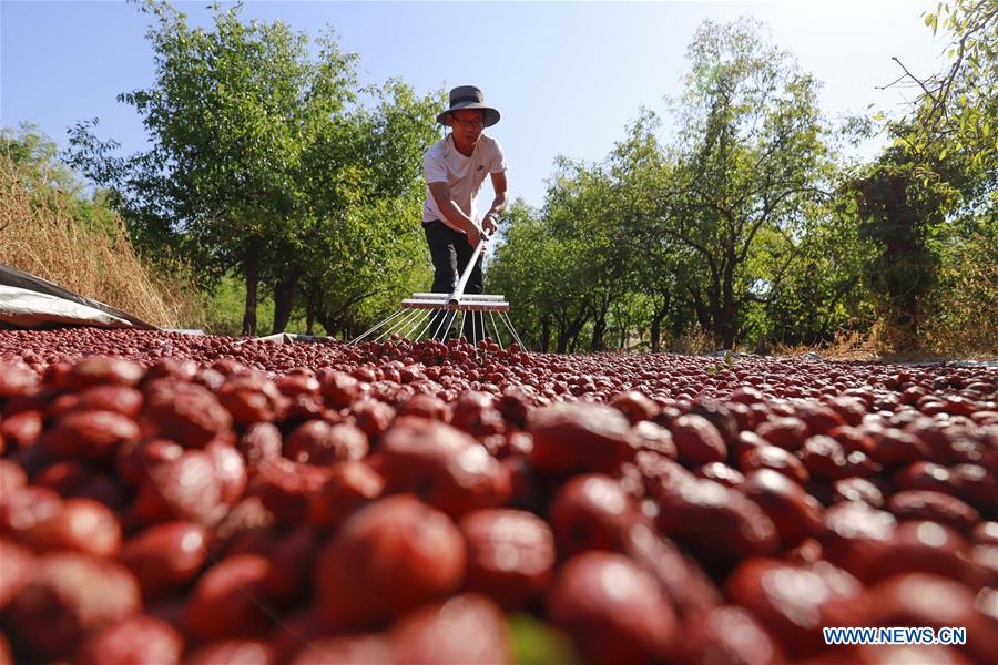 #CHINA-HEBEI-TANGSHAN-JUJUBE-HARVEST (CN)