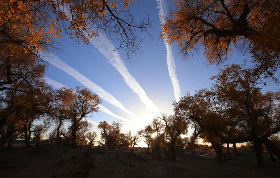 CHINA-INNER MONGOLIA-POPULUS EUPHRATICA-SCENERY (CN)