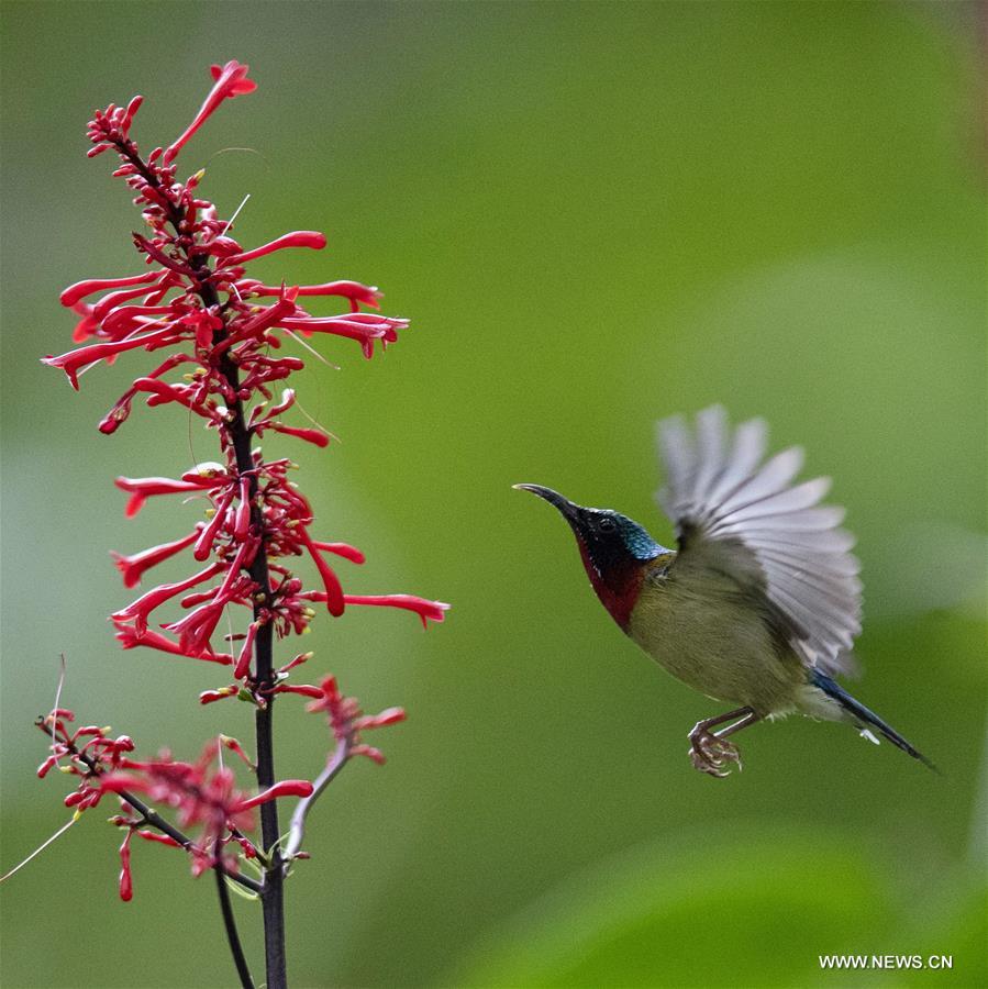 CHINA-FUZHOU-FLOWERS-BIRD (CN)