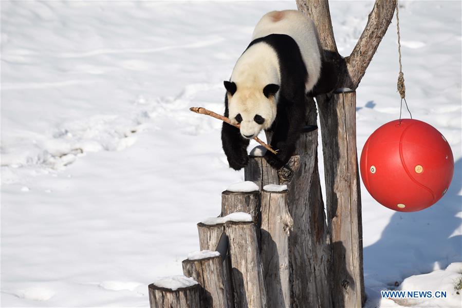 CHINA-HEILONGJIANG-GIANT PANDAS (CN)