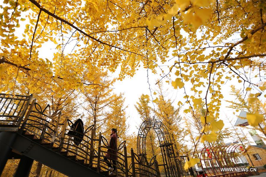 #CHINA-SHANDONG-GINKGO TREES (CN)