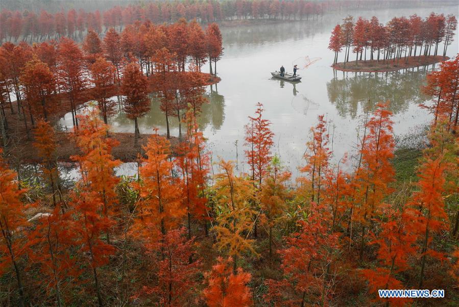 #CHINA-JIANGSU-REDWOOD-SCENERY (CN)