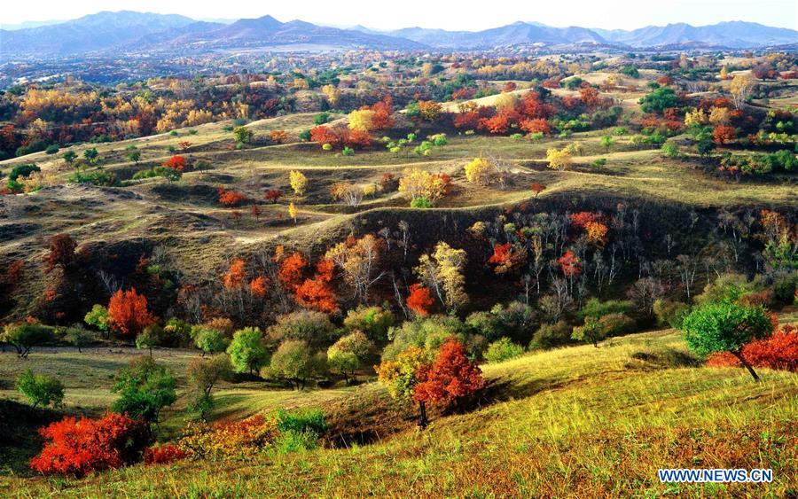 CHINA-CLIMATE CHANGE-GREEN DRIVE(CN)