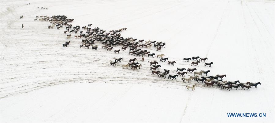#CHINA-GANSU-ZHANGYE-HORSE (CN)