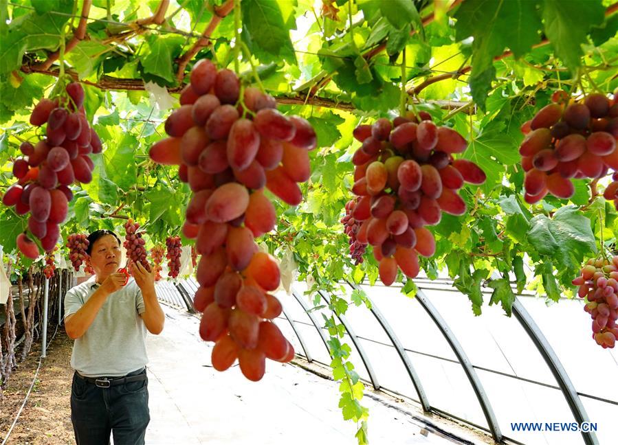 CHINA-HEBEI-NEW VARIETY-GRAPES (CN)