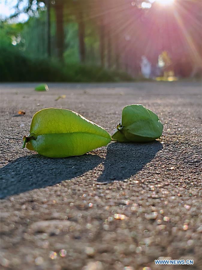 (BeijingCandid)CHINA-BEIJING-SUMMER (CN)