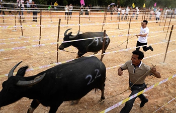 "Cattle festival" held in E China's Jiangxi
