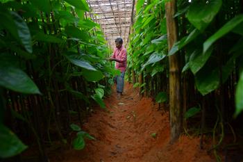 Indians work at betel garden in Indian state of Tripura