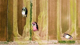 夏糧，穩(wěn)！