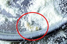 貝因美嬰兒奶粉中驚現活蟲