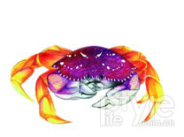 全球六大“外籍”美味螃蟹推薦