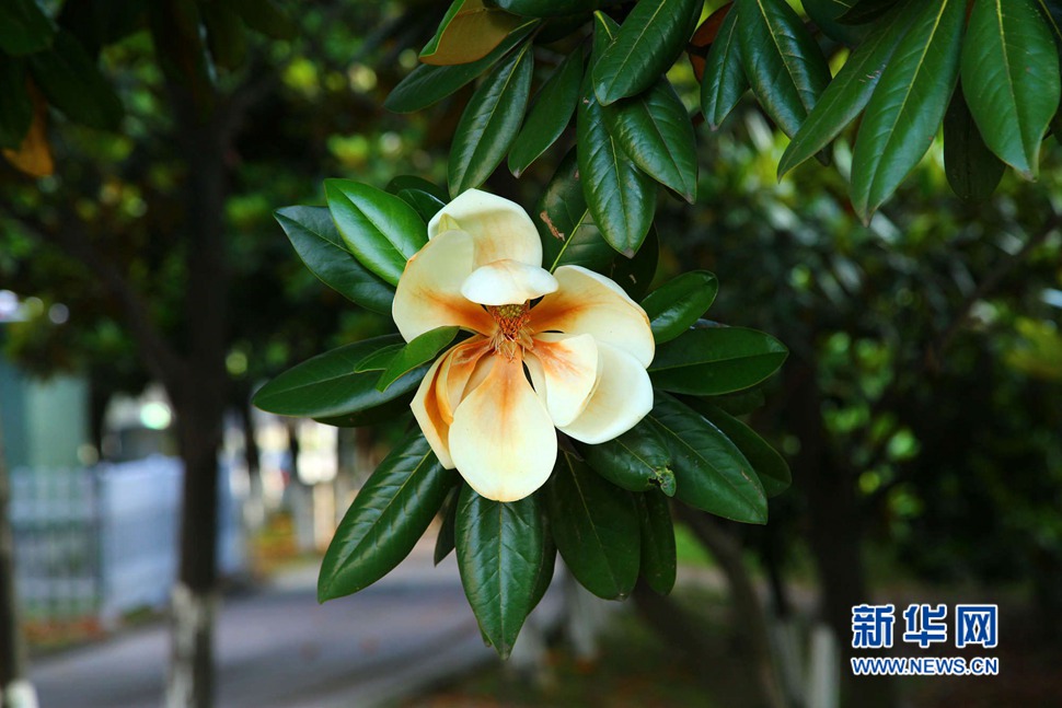 樹(shù)蔭里聞香識(shí)玉蘭