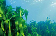 8大癌癥的“免死金牌”(組圖)