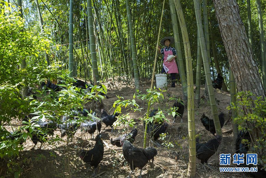 （新華全媒頭條&middot;圖文互動）（2）赤水：別了，貧困！