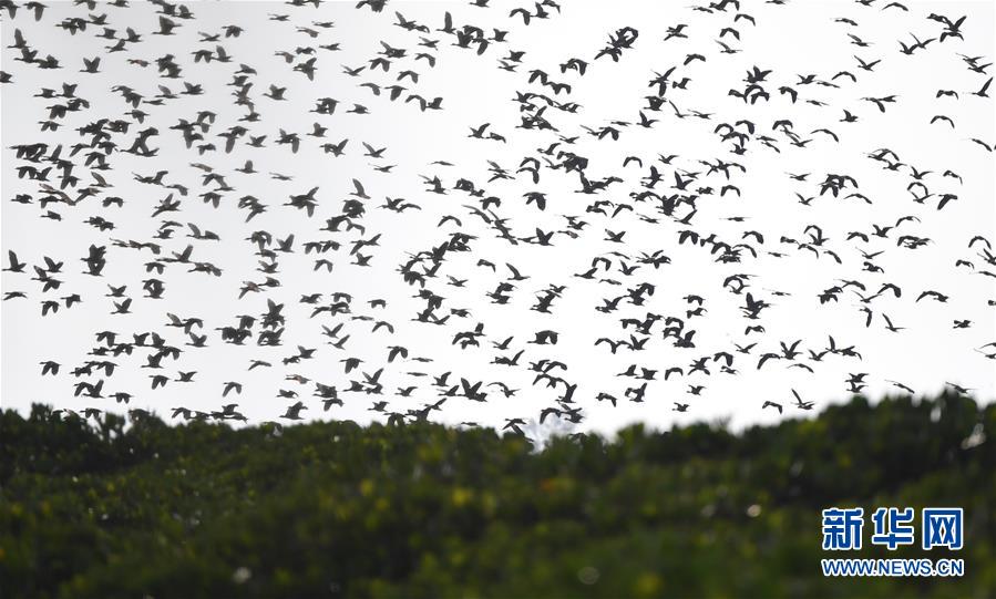 （圖文互動(dòng)）（3）十年樹木、紅樹成林&mdash;&mdash;&ldquo;海上森林&rdquo;回歸記