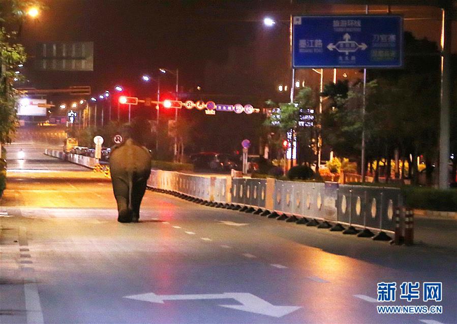 (社會)云南普洱鬧市區上演“象出沒”