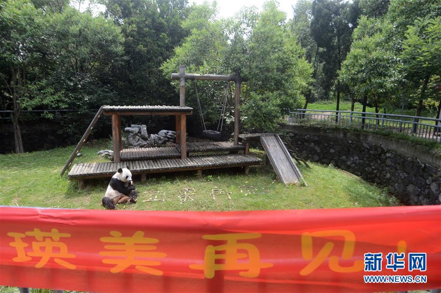 #（社會）（1）大熊貓&ldquo;瑛美&rdquo;告別揚州回家鄉四川