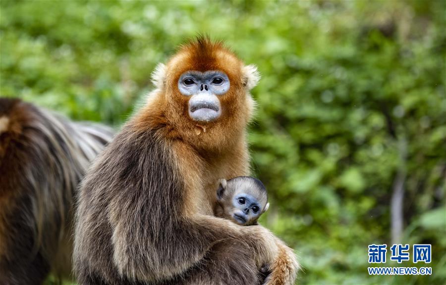 （生態）（5）湖北神農架的金絲猴