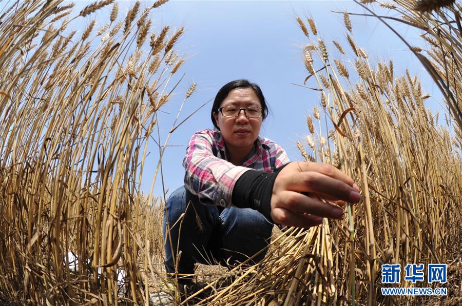 (經濟)(4)把脈“渤海糧倉”促增產