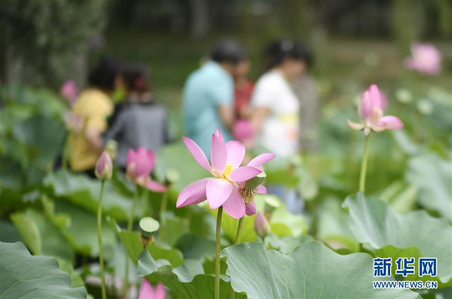 （環境）（3）塞上荷香