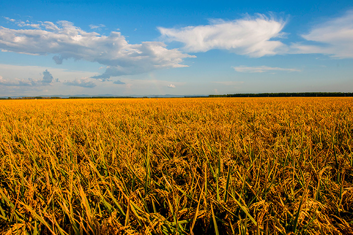 秋收的中國，你想象不到的美！但更美的是&hellip;&hellip;