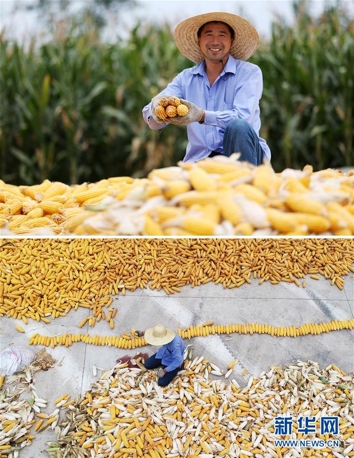 #（新華全媒頭條&middot;圖文互動(dòng)）（11）最年輕的節(jié)日 最悠久的牽念&mdash;&mdash;寫給首個(gè)中國農(nóng)民豐收節(jié)