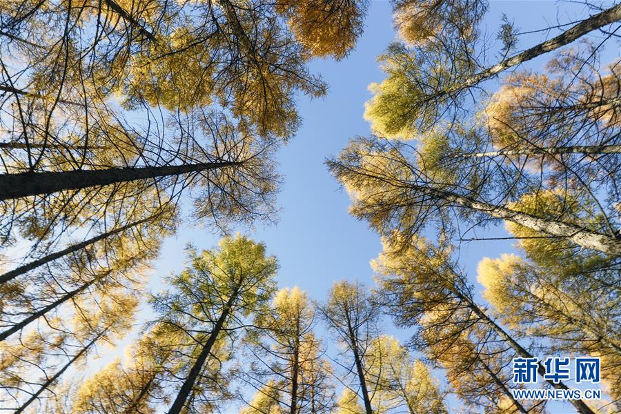 （新華全媒頭條&middot;圖文互動）（9）那一抹綠色，走進越來越多人心里&mdash;&mdash;河北塞罕壩續寫新時代綠色傳奇