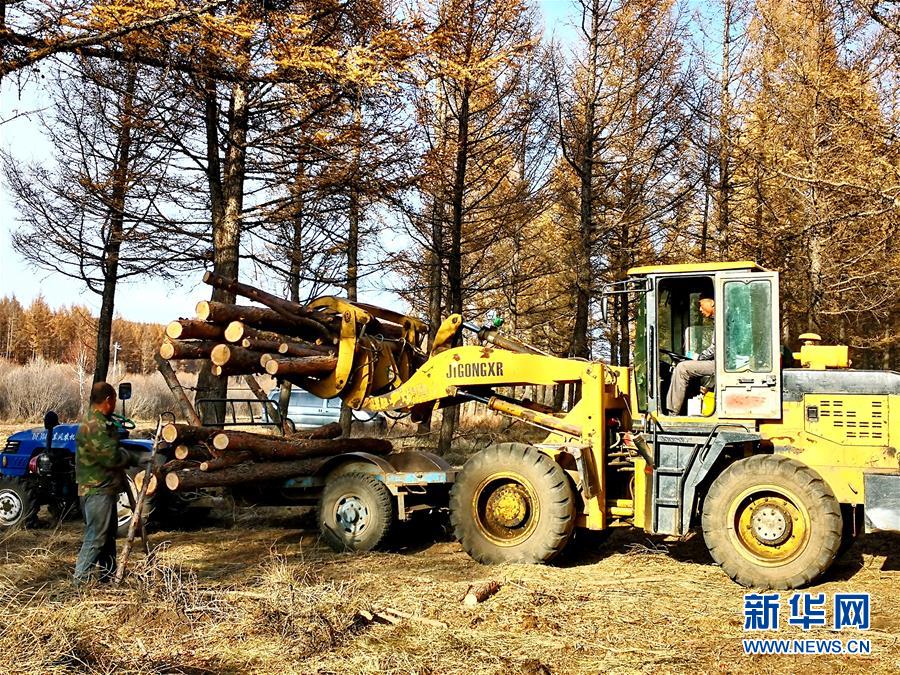 （新華全媒頭條&middot;圖文互動）（7）那一抹綠色，走進越來越多人心里&mdash;&mdash;河北塞罕壩續寫新時代綠色傳奇