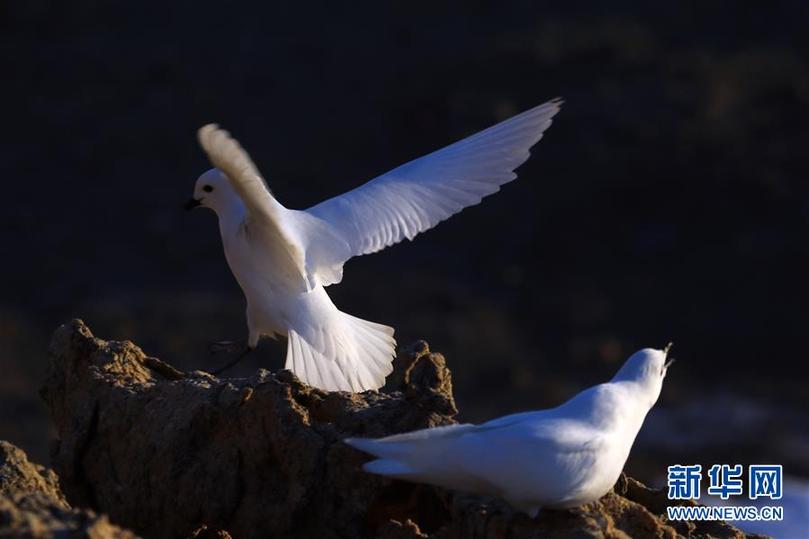 (第35次南極科考·圖文互動(dòng))(1)中國(guó)首次利用紅外相機(jī)自動(dòng)監(jiān)測(cè)南極雪海燕