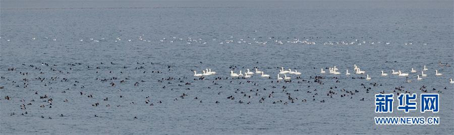 (生態(tài)文明建設(shè)·圖文互動(dòng))(1)從亂河灘到“鳥的天堂”——一名攝影師鏡頭里的“生態(tài)變奏曲”