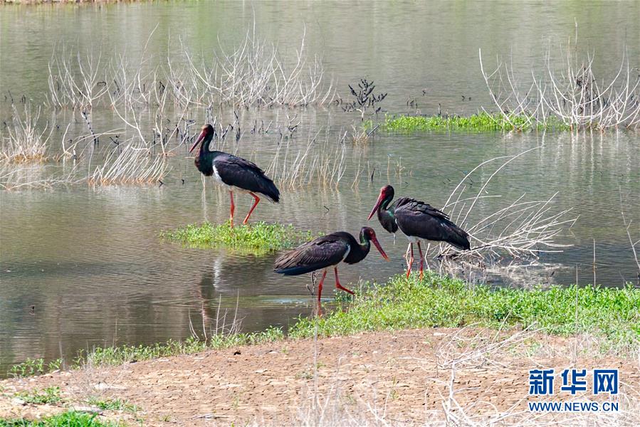 (生態(tài)文明建設(shè)·圖文互動(dòng))(3)從亂河灘到“鳥的天堂”——一名攝影師鏡頭里的“生態(tài)變奏曲”
