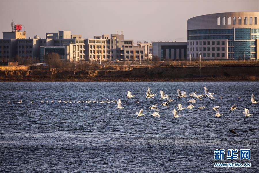 (生態(tài)文明建設(shè)·圖文互動(dòng))(6)從亂河灘到“鳥的天堂”——一名攝影師鏡頭里的“生態(tài)變奏曲”