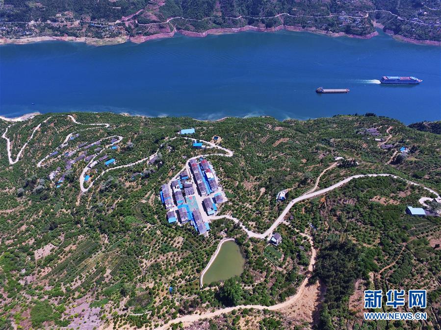 (在習近平新時代中國特色社會主義思想指引下——新時代新作為新篇章)(2)重慶巫山:“生態寶貝”變身“搖錢樹”