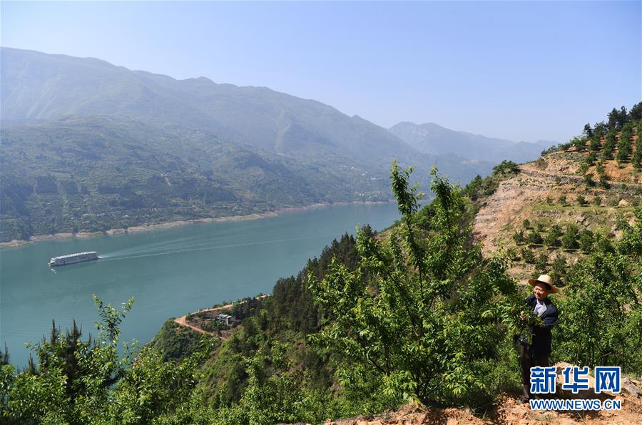 （在習(xí)近平新時(shí)代中國(guó)特色社會(huì)主義思想指引下&mdash;&mdash;新時(shí)代新作為新篇章）（12）重慶巫山：&ldquo;生態(tài)寶貝&rdquo;變身&ldquo;搖錢樹&rdquo;