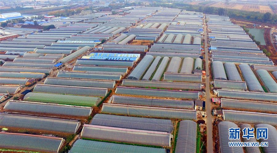 （新華全媒頭條&middot;圖文互動(dòng)）（4）和蔬菜&ldquo;說話&rdquo;的人&mdash;&mdash;中國工程院院士李天來的&ldquo;棚菜人生&rdquo;