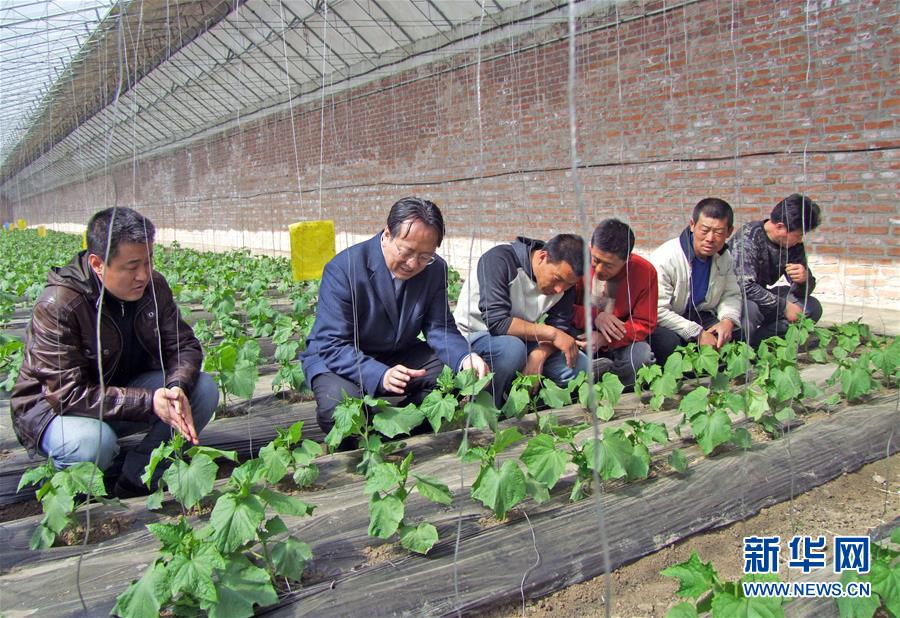 （新華全媒頭條&middot;圖文互動(dòng)）（6）和蔬菜&ldquo;說話&rdquo;的人&mdash;&mdash;中國工程院院士李天來的&ldquo;棚菜人生&rdquo;