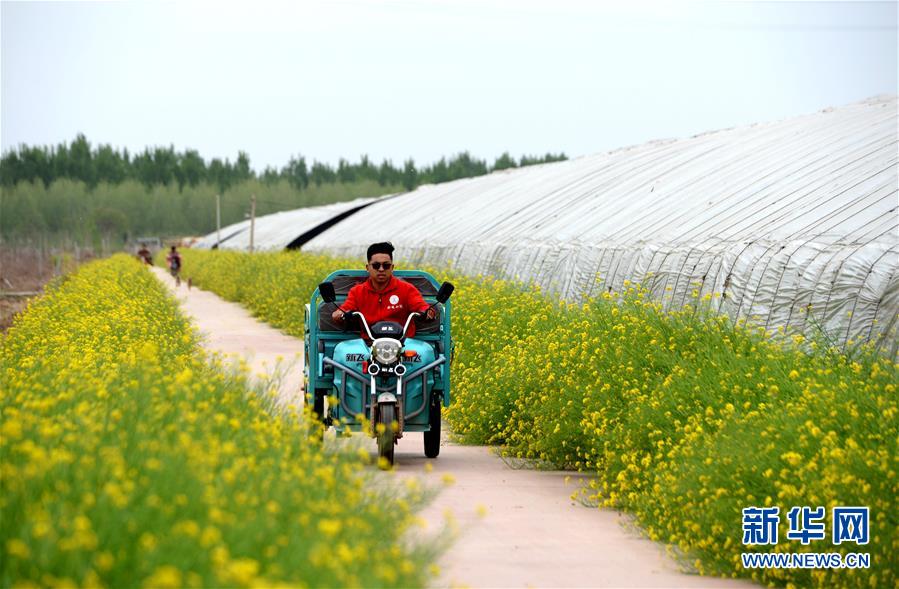 （在習近平新時代中國特色社會主義思想指引下&mdash;&mdash;新時代新作為新篇章&middot;總書記關心的百姓身邊事&middot;圖文互動）（3）&ldquo;農&rdquo;字頭照樣&ldquo;大&rdquo;作為&mdash;&mdash;豐收時節看涉農高校人才在希望的田野