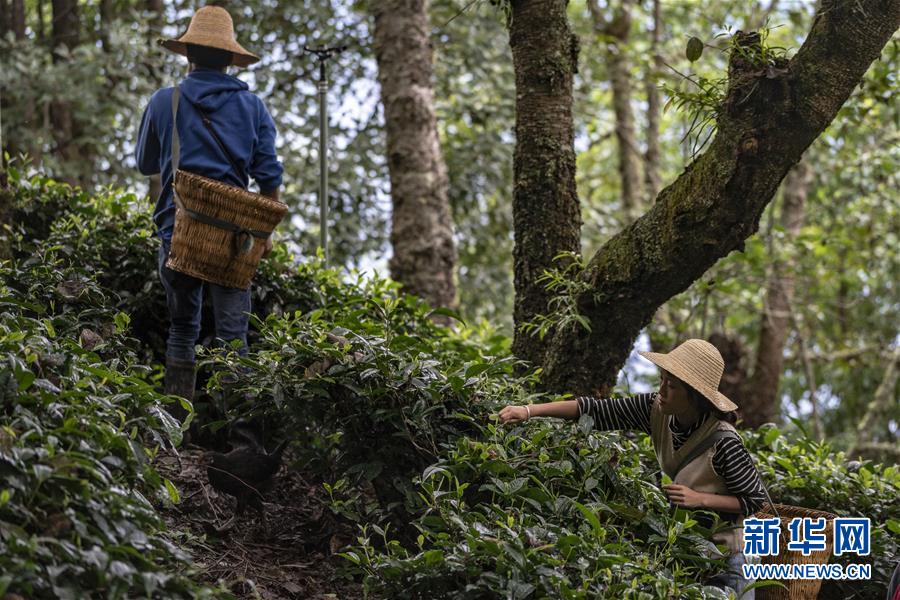 （新華全媒頭條&middot;決戰決勝脫貧攻堅&middot;圖文互動）（3）為了人與自然和諧共生&mdash;&mdash;云南&ldquo;三江并流&rdquo;地區決戰精準脫貧的&ldquo;生態畫卷&rdquo;