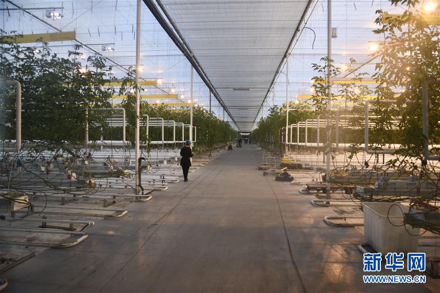 （新春走基層&middot;圖文互動）（1）大興安嶺南麓的春天之六：鹽堿地長出&ldquo;黃金果&rdquo;