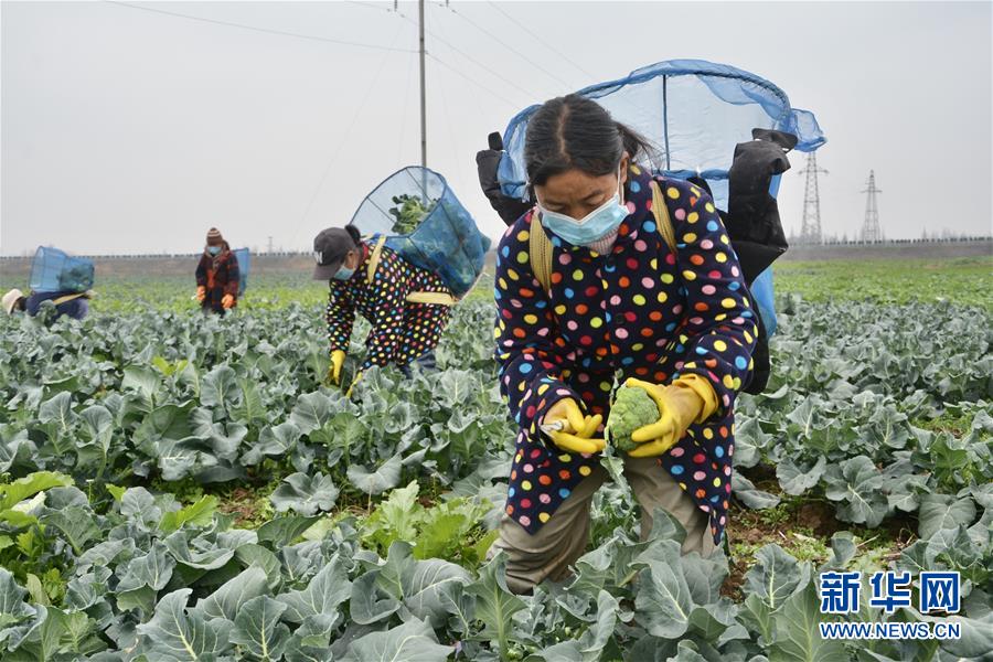 （做好六穩工作 應對復雜局面&middot;圖文互動）（1）穩住&ldquo;菜籃子&rdquo; 守住&ldquo;好日子&rdquo;