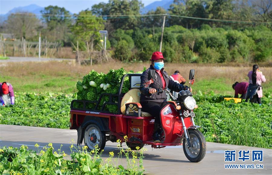 （圖文互動）（5）廣西桂林：&ldquo;借力+接力&rdquo;新鮮蔬菜進社區