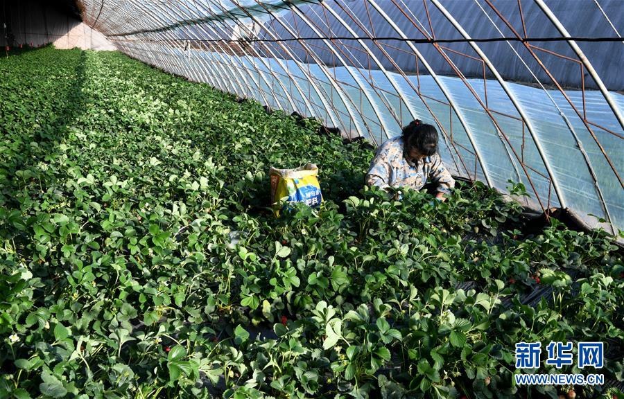 （在習(xí)近平新時(shí)代中國(guó)特色社會(huì)主義思想指引下&mdash;&mdash;新時(shí)代新作為新篇章&middot;習(xí)近平總書(shū)記關(guān)切事&middot;圖文互動(dòng)）（3）戰(zhàn)&ldquo;疫&rdquo;要?jiǎng)艜r(shí)，戰(zhàn)&ldquo;貧&rdquo;再加把勁！&mdash;&mdash;中央各部門(mén)助力脫貧攻堅(jiān)很給力