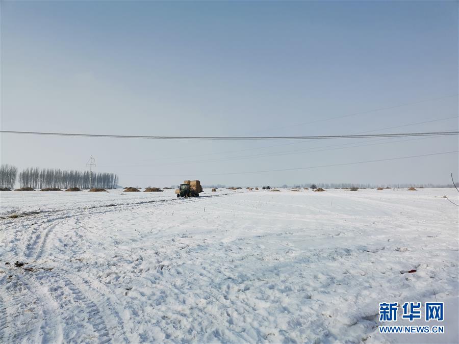 （抓好春耕備耕 穩(wěn)住農(nóng)業(yè)生產(chǎn)&middot;圖文互動）（2）土地找&ldquo;管家&rdquo; 線上保春耕&mdash;&mdash;黑龍江省蘭西縣農(nóng)業(yè)生產(chǎn)托管服務(wù)見聞