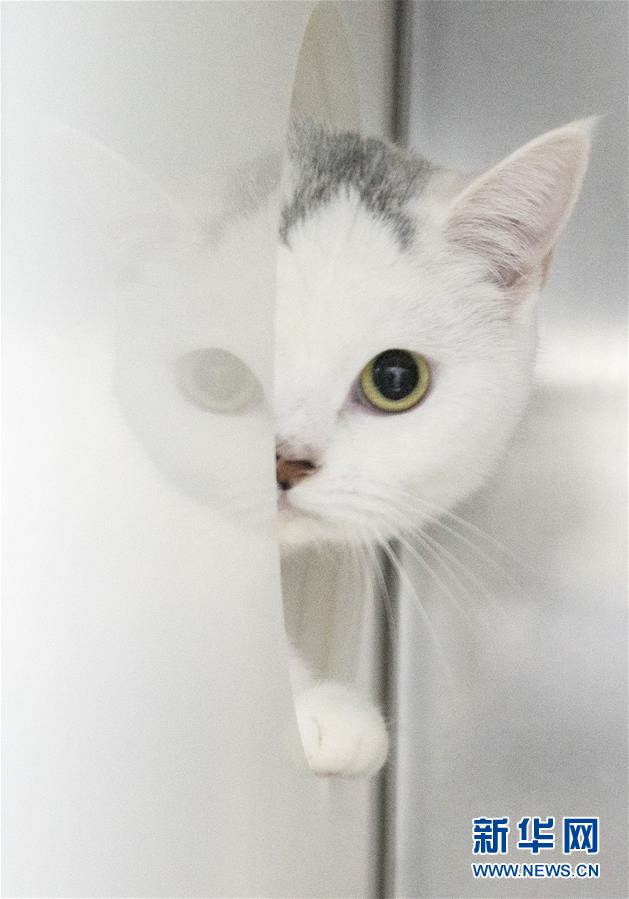 （聚焦疫情防控）（12）武漢：動物醫院里的臨時&ldquo;奶爸&rdquo;