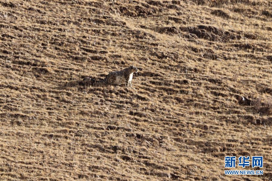 （玉樹地震10周年&middot;圖文互動）（1）牧民才仁尼瑪的&ldquo;科研&rdquo;人生